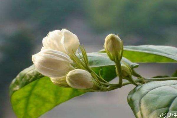 茉莉花的花语是什么呢 茉莉花生长在什么环境里呢