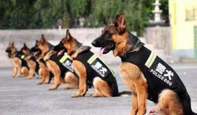 ​国内5大警犬，谁是你心目中的“警犬之王”