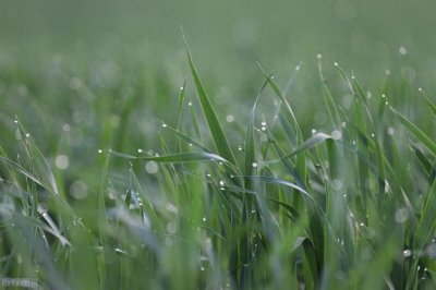 ​“春雨贵如油”，你知道这是什么含义吗？