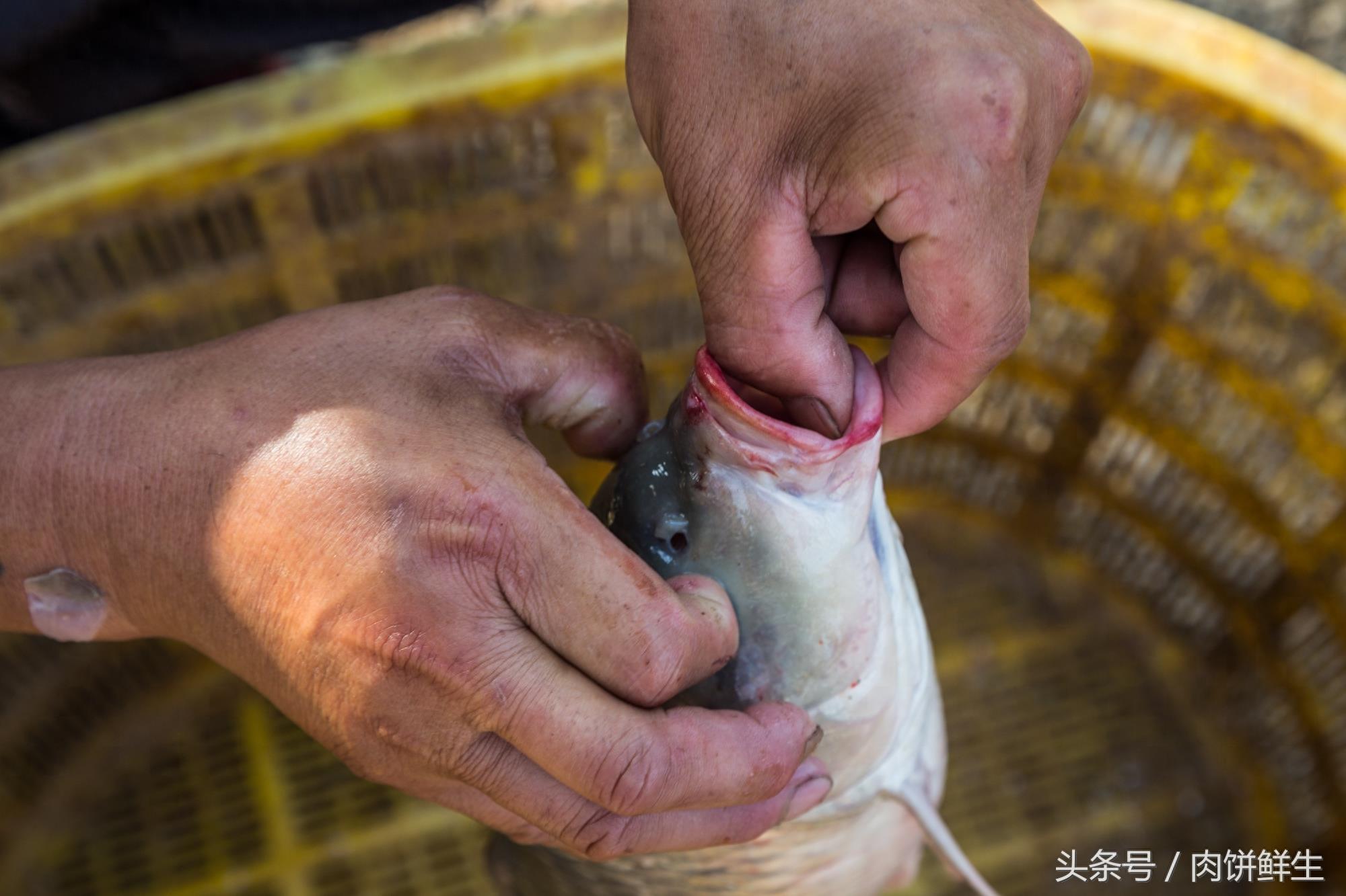 陕西大荔黄河边坐船上吃美食 老板教你分辨黄河鲤鱼与普通鲤鱼