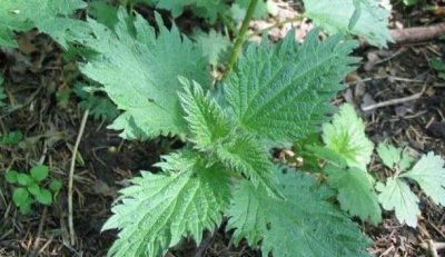 ​荨麻草俗称藿麻，生于混交林、草地、沟边等地，生有短毛和蜇