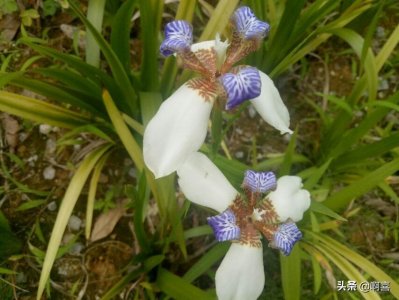 ​花型独特、蓝白相间、芳香浓郁、花叶具美，优良观赏植物巴西鸢尾