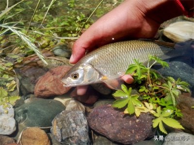 ​暮春四月，路亚探钓洛河上游的溪水精灵-瓦氏雅罗鱼