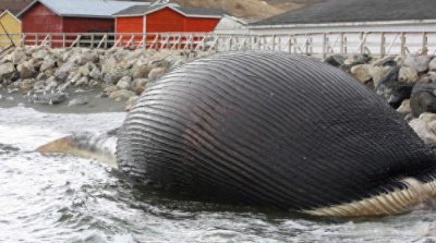 ​澳大利亚海滩出现大型“黑色生物”，当地政府警告市民不要靠近