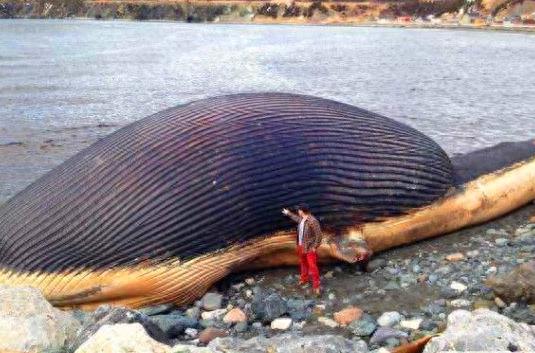 澳大利亚海滩出现大型“黑色生物”，当地政府警告市民不要靠近