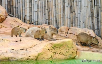 ​世界上最大的“老鼠”体重可超过100斤 在广州目前有4只还在长