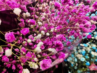 ​你知道满天星的花语吗。