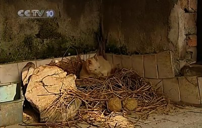 ​“神兽六不像”谜团，究竟是什么生物，让林业局研究十几年？