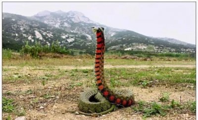 ​野鸡脖子蛇，被人低估的毒性，真实遭遇后，才知道它有多凶多毒