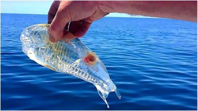 ​神秘怪鱼现身南极，零下10℃冻不死，超过5℃会热死，能吃吗？