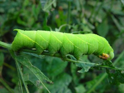 ​豆青虫你敢不敢吃？人家正卖1000多一盘呢