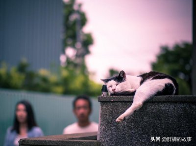 ​能与猫咪作对的6类动物，猫咪稍不注意，就会被这些“天敌”伤害