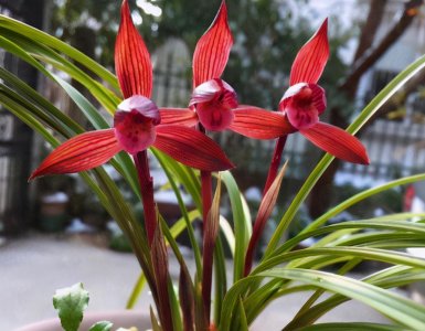 ​这2款兰花是云南的“瑰宝”，顶级红素，高雅大气，很值得拥有