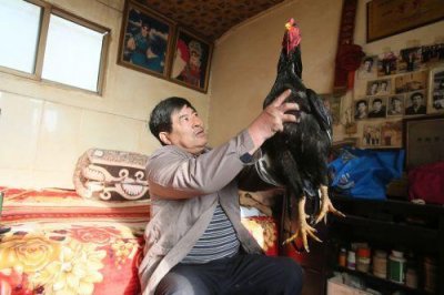 ​开封斗鸡 中国一绝