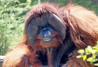 ​关于红毛猩猩，你可能不知道的10件事