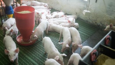 ​金猪出栏！湖北26层养猪大楼首批上市，高楼养猪究竟有多赚钱