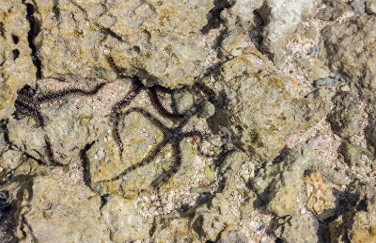 浅滩找到酷似海星触角柔软的生物，老船长说这叫海蛇尾