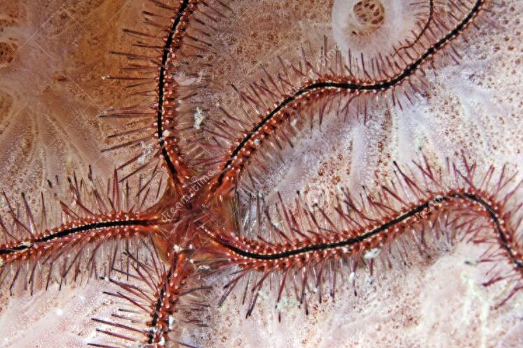 浅滩找到酷似海星触角柔软的生物，老船长说这叫海蛇尾