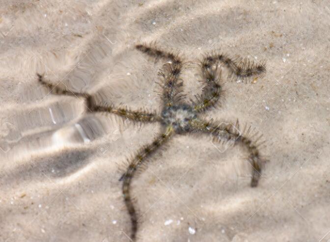 浅滩找到酷似海星触角柔软的生物，老船长说这叫海蛇尾