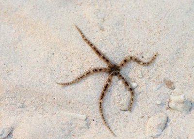 ​浅滩找到酷似海星触角柔软的生物，老船长说这叫海蛇尾