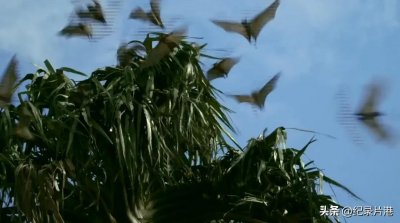 ​世界上非常致命的病毒“埃博拉”是如何爆发的？死者街头随处可见