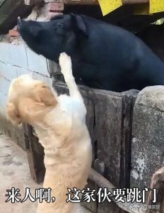 ​相声界不允许跳门，为什么师胜杰跳门大家没有意见