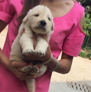 ​女子晒自家的白色金毛，网友看后笑喷：这绝对是和北极熊串的！