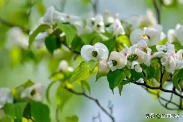 -九月九重阳节插茱萸讲究三插三不插（插茱萸是什么意思）