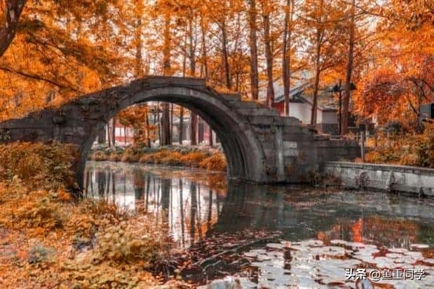 -九月九重阳节插茱萸讲究三插三不插（插茱萸是什么意思）