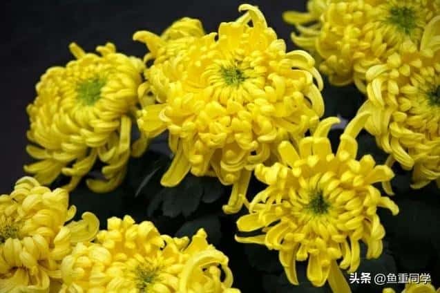 -九月九重阳节插茱萸讲究三插三不插（插茱萸是什么意思）