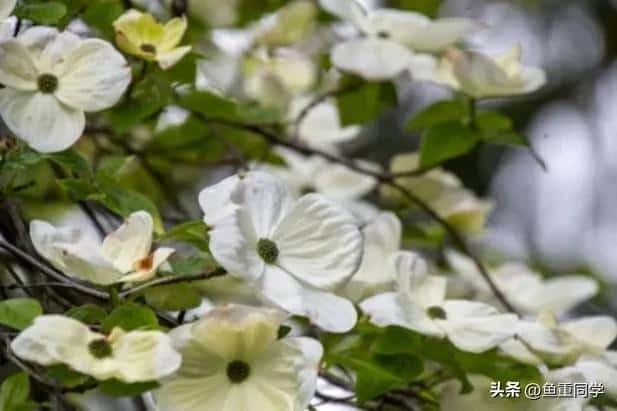 -九月九重阳节插茱萸讲究三插三不插（插茱萸是什么意思）