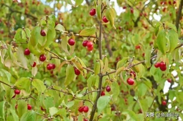 -九月九重阳节插茱萸讲究三插三不插（插茱萸是什么意思）