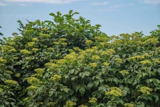 -九月九重阳节插茱萸讲究三插三不插（插茱萸是什么意思）