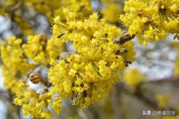 -九月九重阳节插茱萸讲究三插三不插（插茱萸是什么意思）