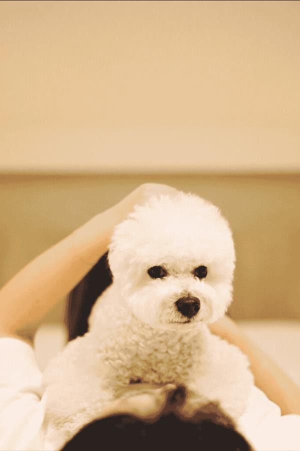 比熊犬好饲养吗(比熊犬的优缺点有哪些)