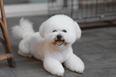 ​比熊犬好饲养吗（比熊犬的优缺点有哪些）