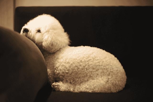 比熊犬好饲养吗(比熊犬的优缺点有哪些)