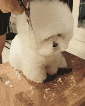 比熊犬好饲养吗(比熊犬的优缺点有哪些)