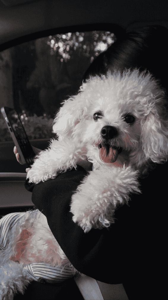 比熊犬好饲养吗(比熊犬的优缺点有哪些)