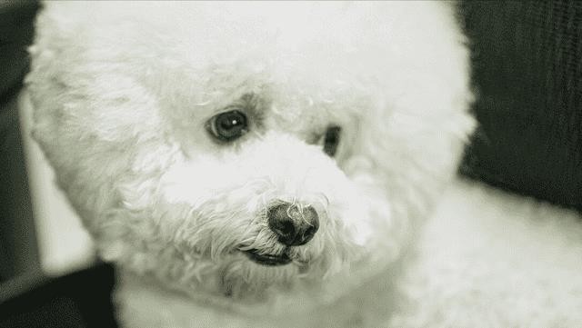 比熊犬好饲养吗(比熊犬的优缺点有哪些)