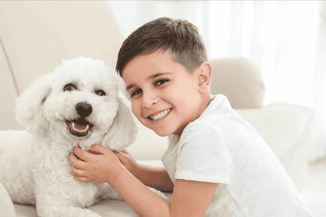 比熊犬好饲养吗(比熊犬的优缺点有哪些)