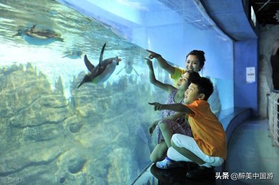 ​全国最大的海洋馆有哪些？这3处景点一定不容错过，亲子游玩胜地