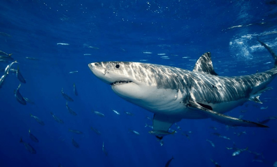 最深的海沟叫什么(最深的海沟马里亚纳海沟多深)