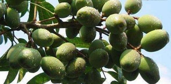 你还知道福建的哪些特产呢（福建特产前十名排行榜）