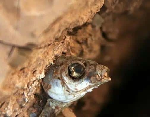 鱼在水里会淹死吗-（鱼会被淹死吗为什么）