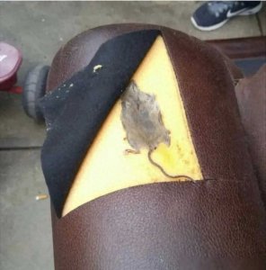 ​50张超级搞笑的图片，看了笑一天