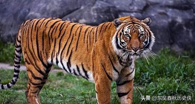 ​中国的特有老虎，野生华南虎，真的灭绝了吗？