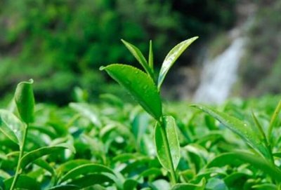 ​乌龙茶能和牛奶一起喝吗 一起喝会降低茶多酚浓度