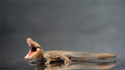 ​恐鳄 （巨鳄，学名：Deinosuchus）