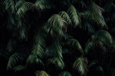 ​天下黄氏出江夏：《江夏黄氏族谱》与中国黄姓的前世今生